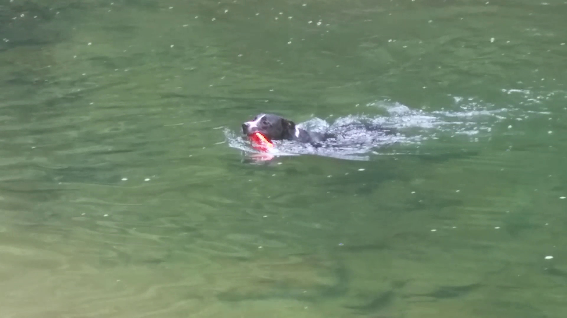 Splash and Fetch